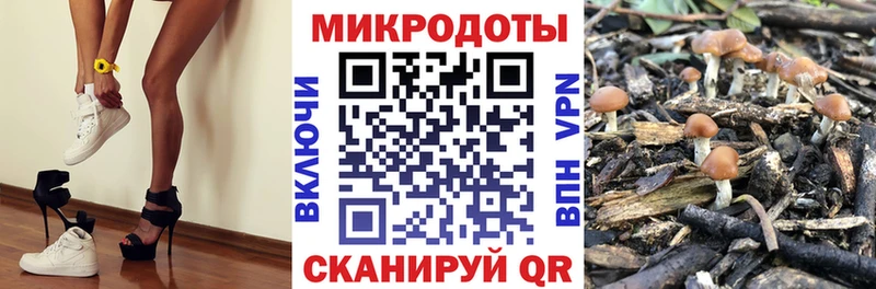 Купить  Одинцово  Галлюциногенные грибы Psilocybine cubensis 